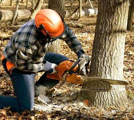 Tree Removal in Dunbarton, NH